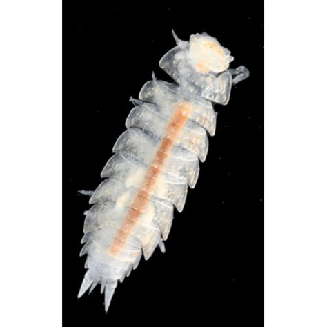Равноногие / Изоподы (Isopoda) | LifeCatalog