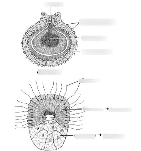 Diagram of Lab 2: Porifera (Reproduction) | Quizlet