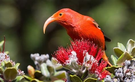 native land animals  hawaii  sean alexis blog