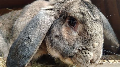 Зерно для кроликов! Жизнь в деревне! - YouTube