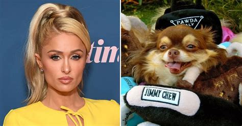 Paris Hilton Heartbroken As Dog Dies At 23 And Says Her Iconic