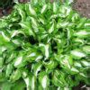 Купить Хоста Роял Стандарт Hosta Royal Standard - в питомнике Флорини