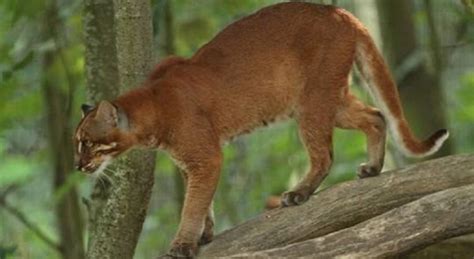 Kucing Merah, Kucing Liar yang Hidup di Hutan Kalimantan