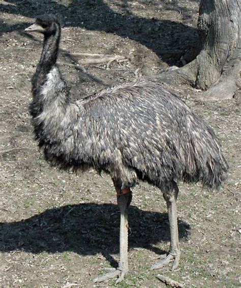 Emu Picture
