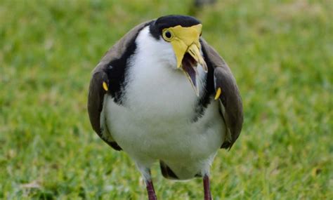 plovers arent   enemy theyre  misunderstood
