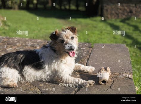 jack russell terrier dog wire hair rough coat  marrow bone stock photo alamy