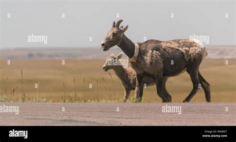 Big Horn Sheep Stock Photo Alamy