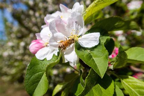 Learn About Apple Tree Pollination | Gardener’s Path