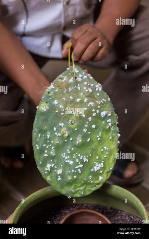 A craftsman shows a prickly pear cactus covered with cochineal bugs ...