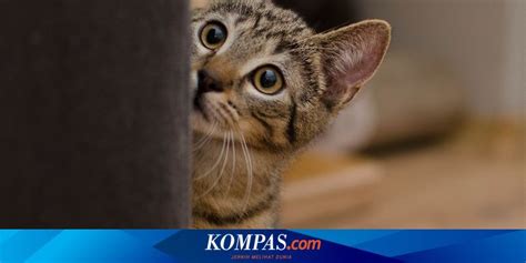 Kenapa Kucing Suka Mengikuti Kita? Ternyata, Ini Alasannya