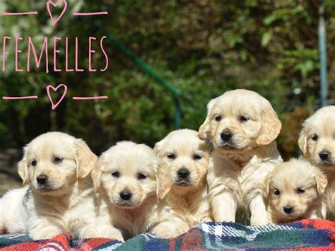 9 chiots Golden Retrievers LOF à vendre Petite Annonce chien