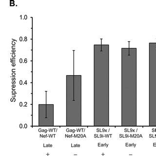 Susceptibility Of KF11 Translocated HIV 1 To KF11 Specific CTLs As