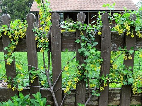 An Ornamental Currant that Vines - Dave's Garden