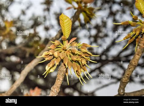 madhuca Longifolia flower bud in the tree branches wild natural foods ...