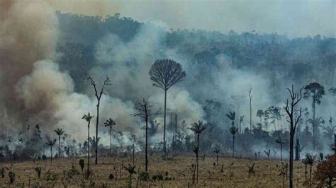 ¿cómo Afecta El Cambio Climático A Los Bosques Tropicales Los Pulmones En Peligro Biocurioso