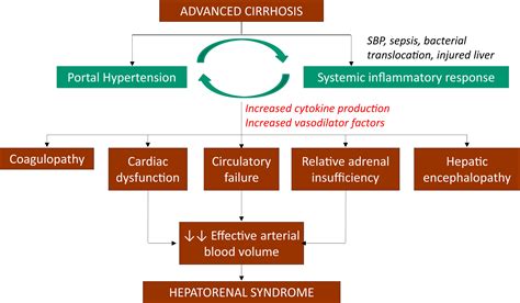 Pathogenesis Of Hepatorenal Syndrome Implications For Therapy