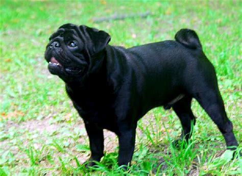 Мопс - Породы собак - Marchelache