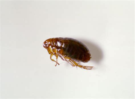 Rat Fleas