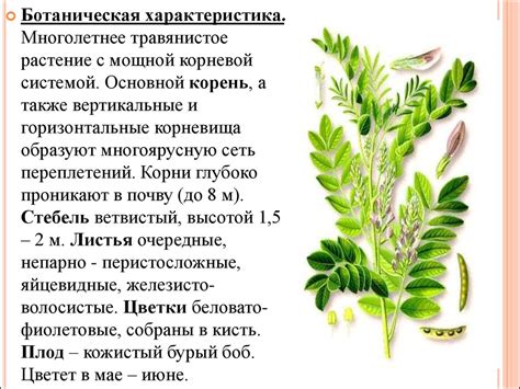 Травы обладающие отхаркивающим действием - презентация онлайн