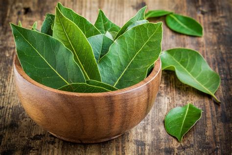 14 Manfaat Daun Salam Bagi Kesehatan Tubuh Dan Kecantikan Kulit
