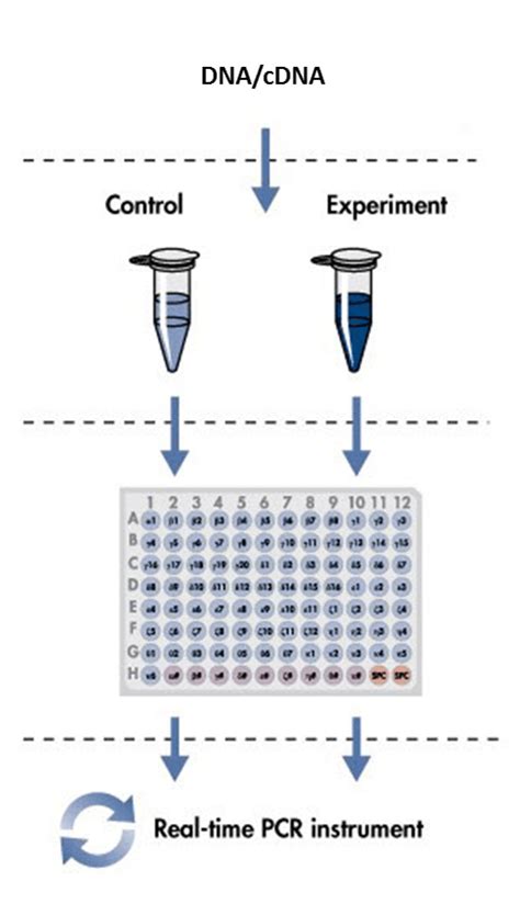 Real Time Quantitative PCR Creative BioMart