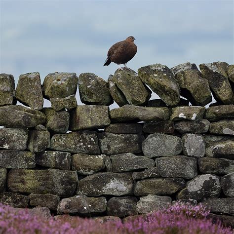 Red Grouse Yorkshire