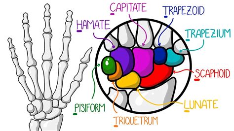 Bones Of The Hand