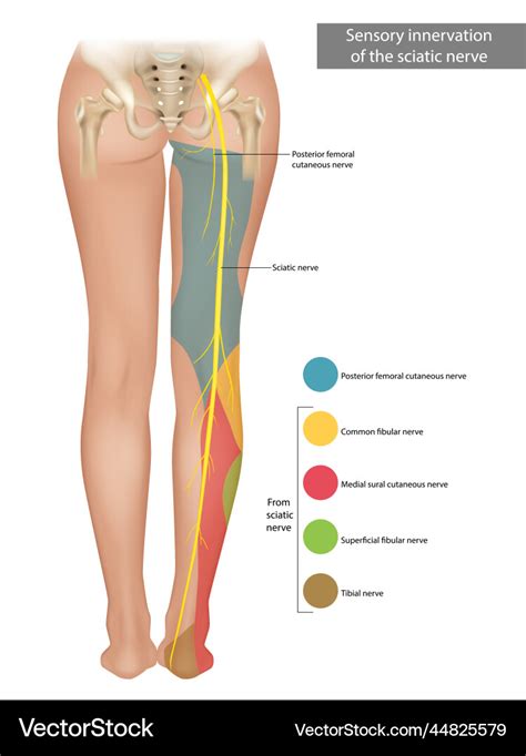 Sciatic nerve sensory innervation Royalty Free Vector Image