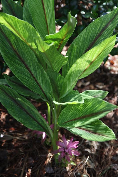 Curcuma hybrid 'Gold Dust' - Gingerwood Nursery