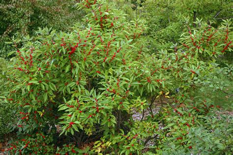 Ilex verticillata 'Winter Red' | Landscape Plants | Oregon State University