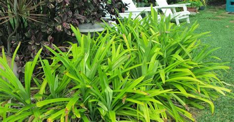 Garden Notes from Hawaii: PANDAN ( Pandanus amaryllifolius)