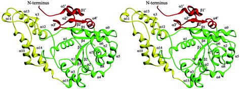 Crystal Structure Of Human Tryptophanyl Trna Synthetase Catalytic