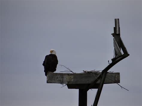 Nesting Bald Eagle At Blackwater National Wildlife Refuge Us