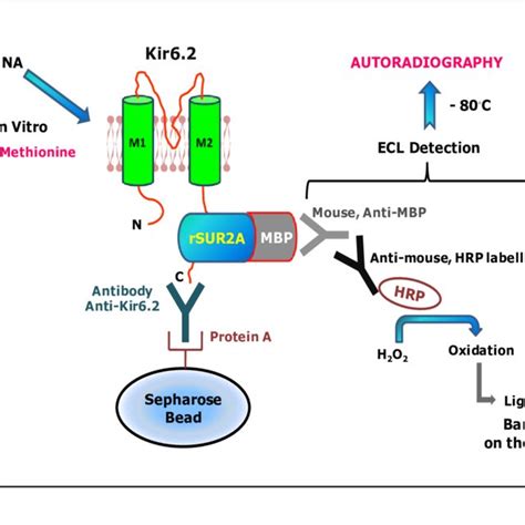 Schematic Illustration Of Co Immunoprecipitation Assay Download