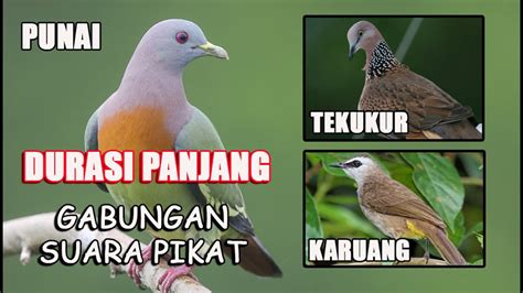 Suara Pikat Burung Punai Tekukur Dan Karuang Mix Durasi Panjang