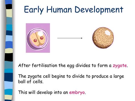 6 Sex Cells Fertilisation PPT