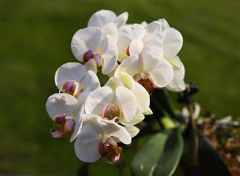 300000 Free Desktop Wallpaper Orchid And Desktop Wallpaper Images Pixabay