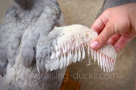 10 Effective Ways To Sex Your Muscovy Duck With Pictures Raising Ducks
