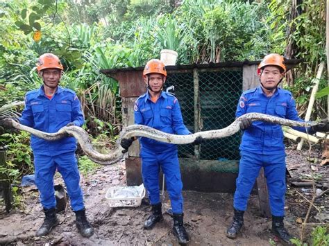 ular sawa ditemui  reban ayam utusan borneo