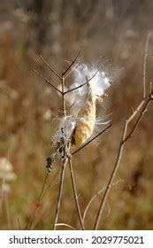 Pussy Willow Seed Pod Opening Stock Photo Shutterstock
