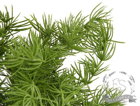 Купить Веточка розмарина | EasySoap.com.ua