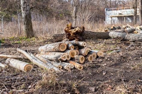 Premium Photo Cutting Down Trees In The City An Old Damaged Tree Sawn To Pieces With A Chain Saw