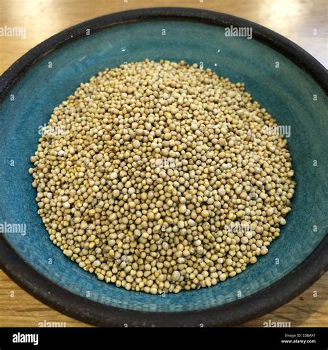 Yellow Mustard Seeds Stock Photo - Alamy