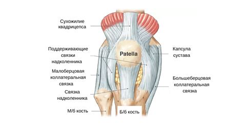 Анатомия надколенника