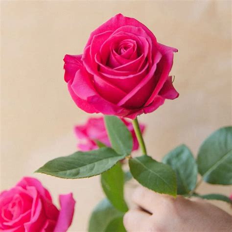 Roses Rouges à La Tige Livraison à Pau Côté Fleuri