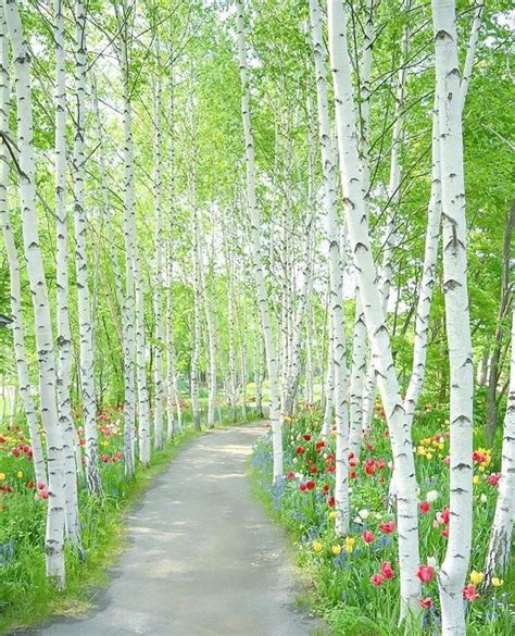 Japanese Birch Trees | Nature Photography