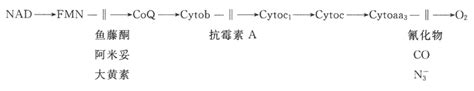 生物氧化解读生命化学挂云帆