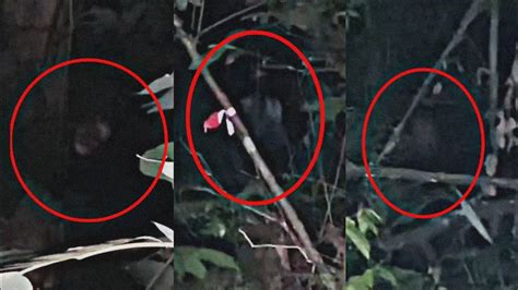 HUTAN PUAKA TOK SYAIR PENAMPAKAN BUNIAN RAMBUT PANJANG Paranormal