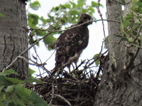 Red Tail Hawk Nest