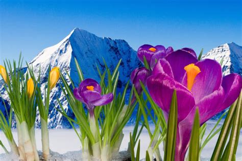 Tulip Wallpapers - Top Free Tulip Backgrounds - WallpaperAccess